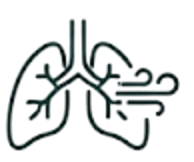 Lungs